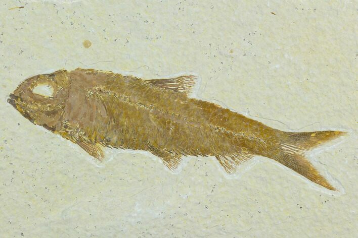 Fossil Fish (Knightia) - Green River Formation #122798